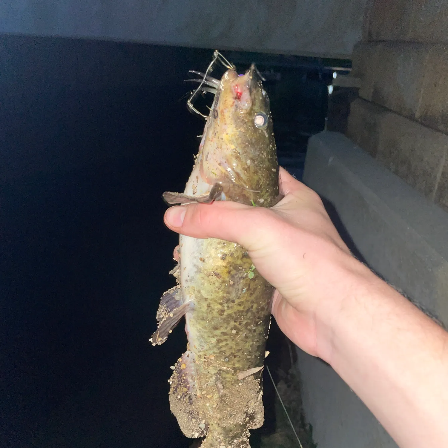 Brown bullhead caught on Fishbrain