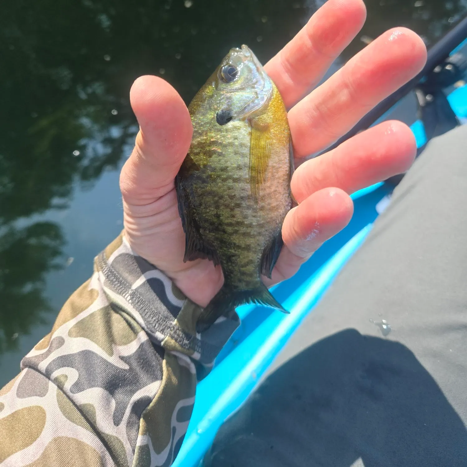 Bluegill caught on Fishbrain