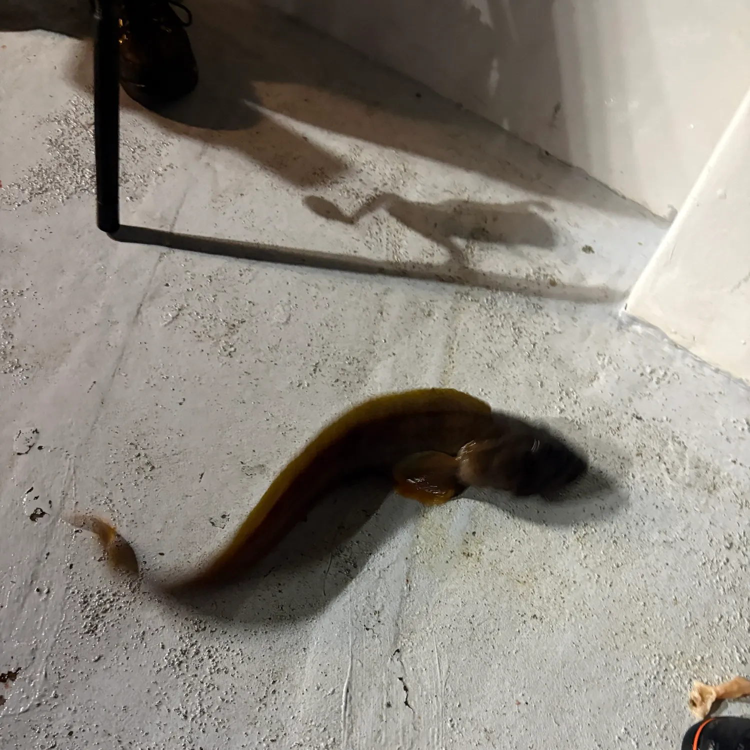 The most recent Ocean pout catches on Fishbrain