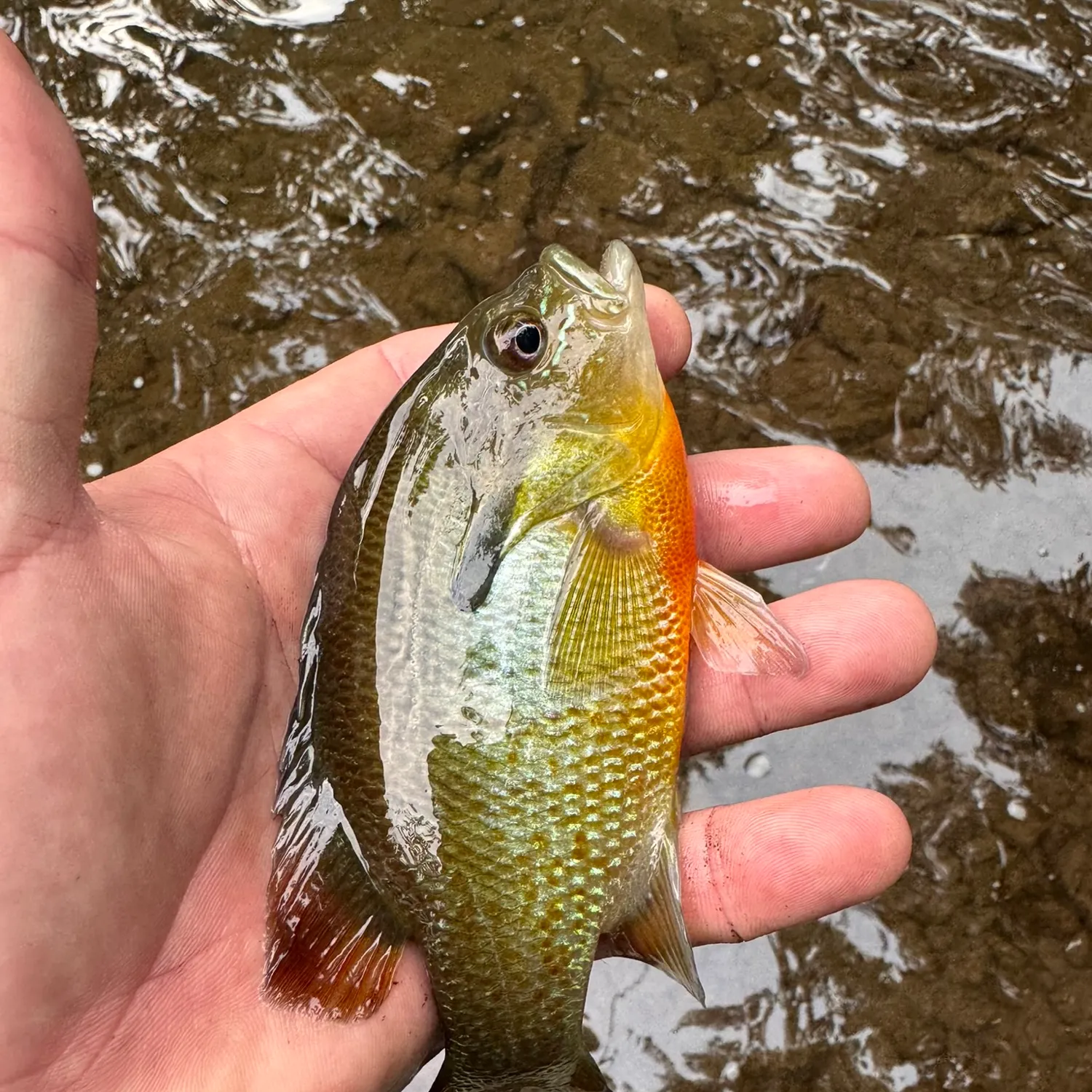 Redbreast sunfish caught on Fishbrain