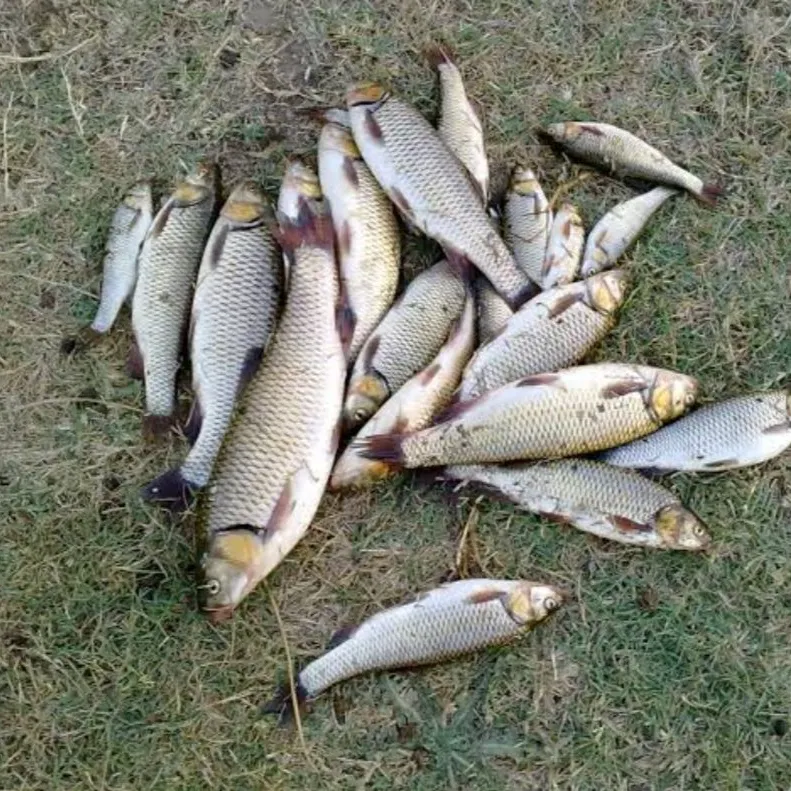 The most recent Ide catches on Fishbrain