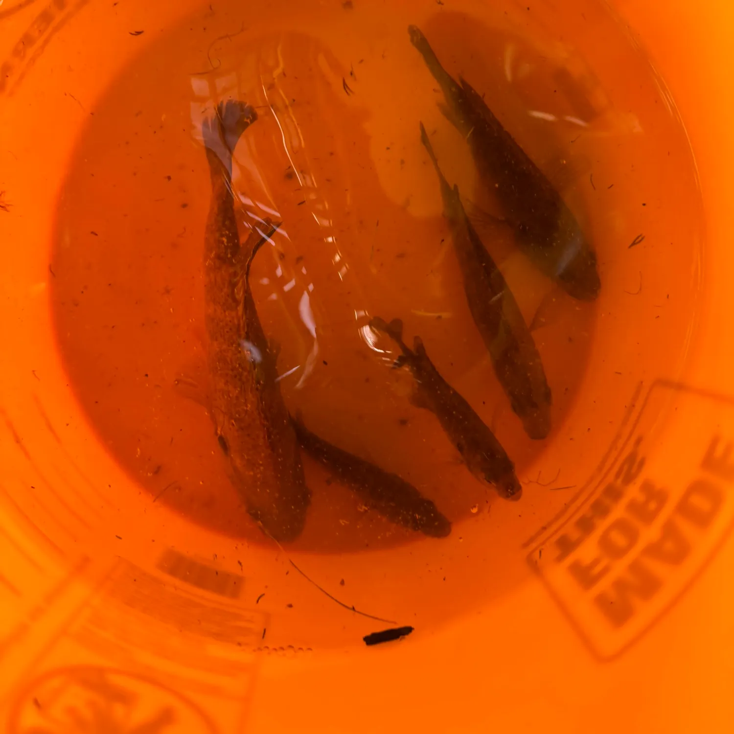 Pumpkinseed caught on Fishbrain