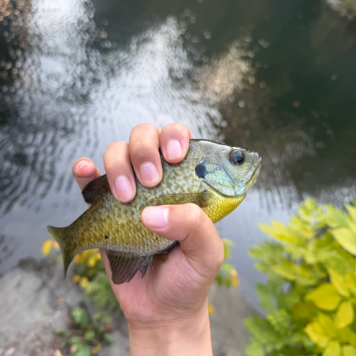 Bluegill caught on Fishbrain