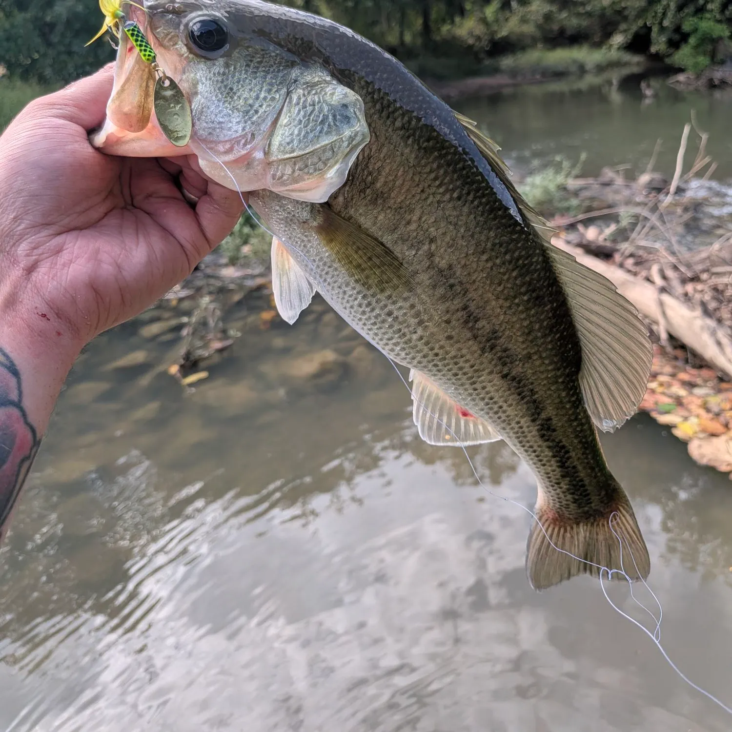 Largemouth bass caught on Fishbrain