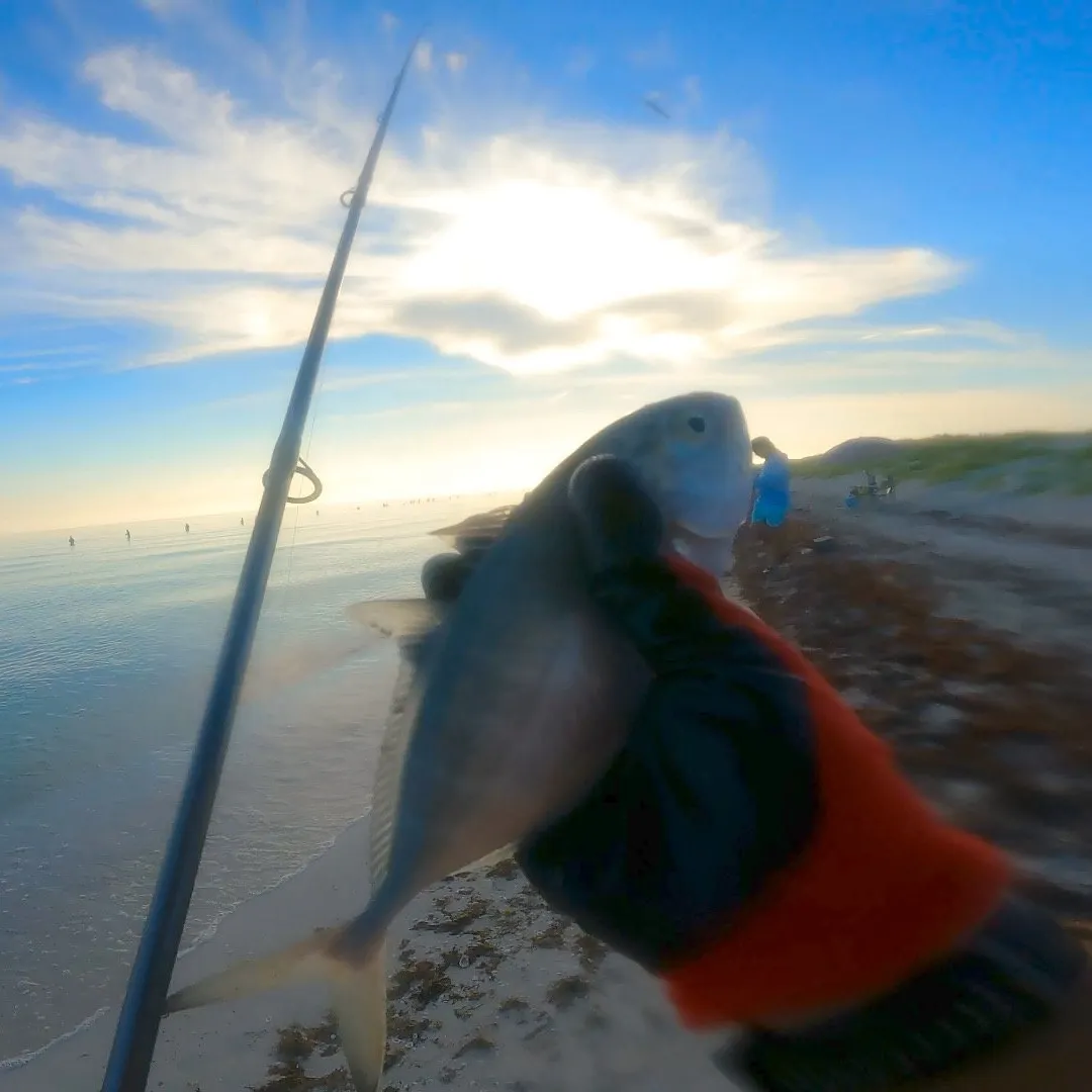 Blue runner caught on Fishbrain