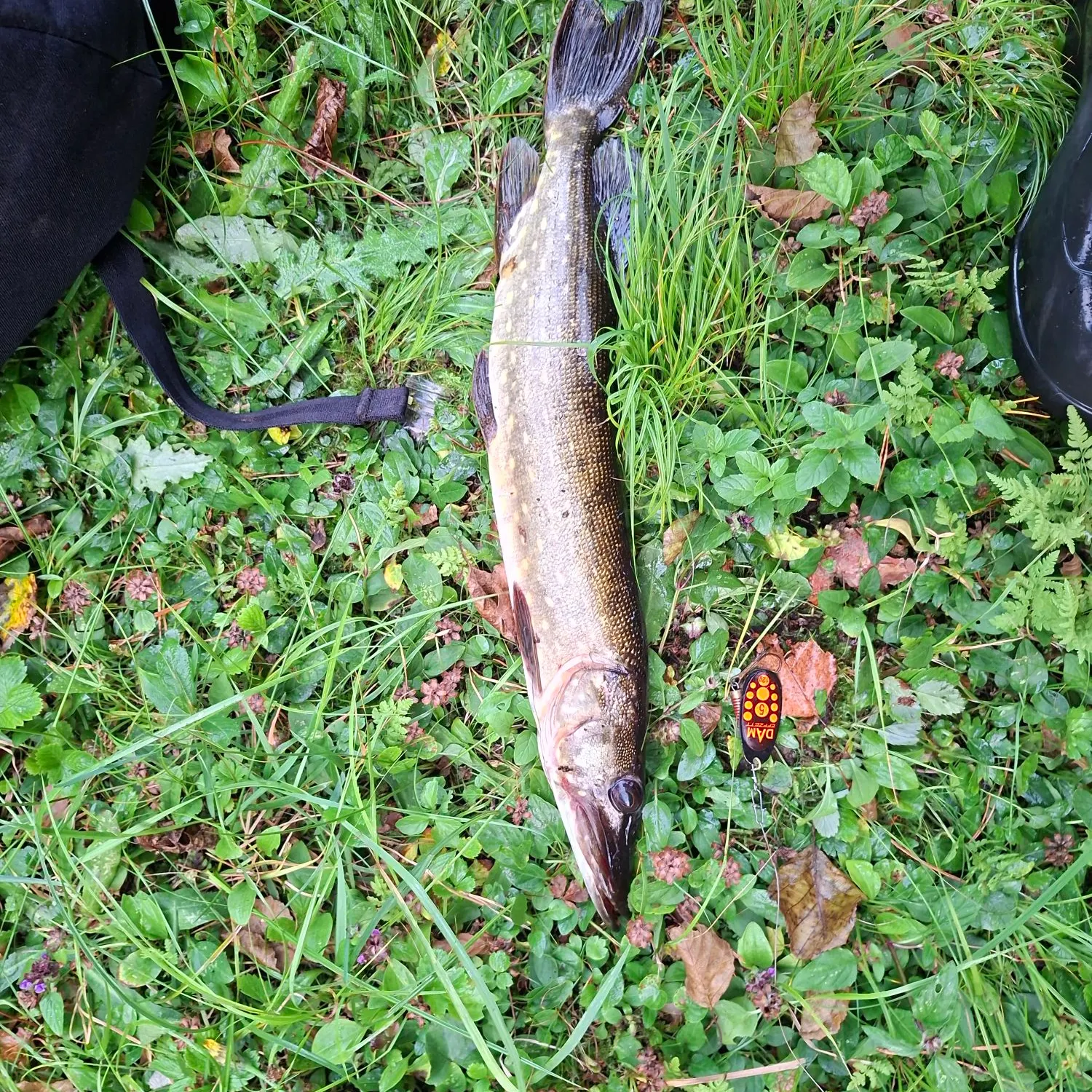 Northern pike caught on Fishbrain