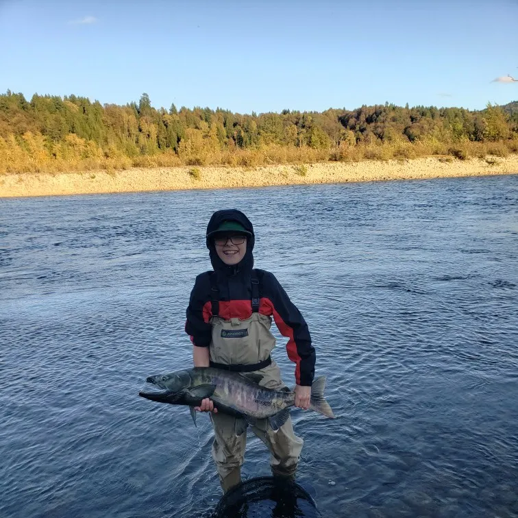 The most recent Chum salmon catches on Fishbrain