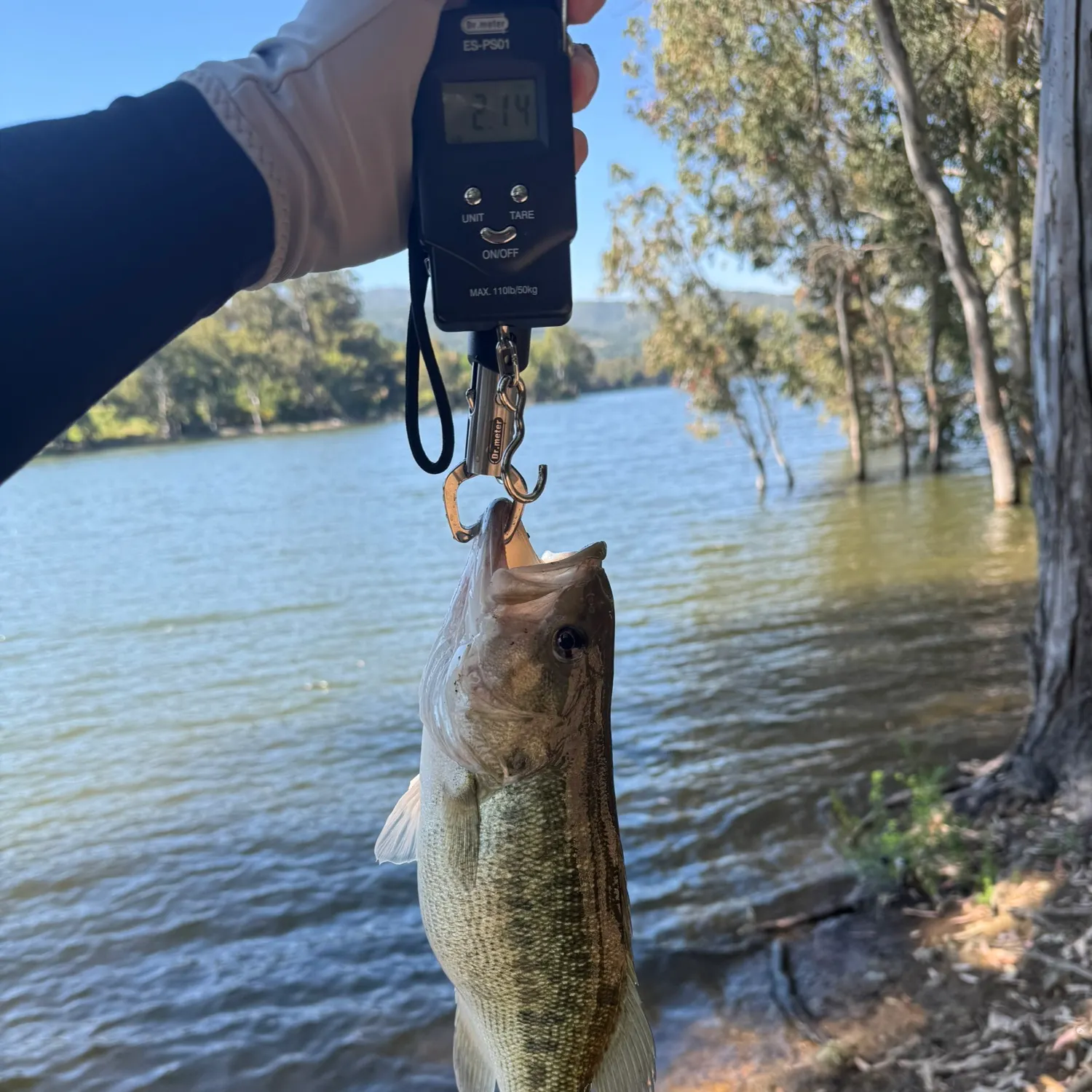The most recent Spotted bass catches on Fishbrain