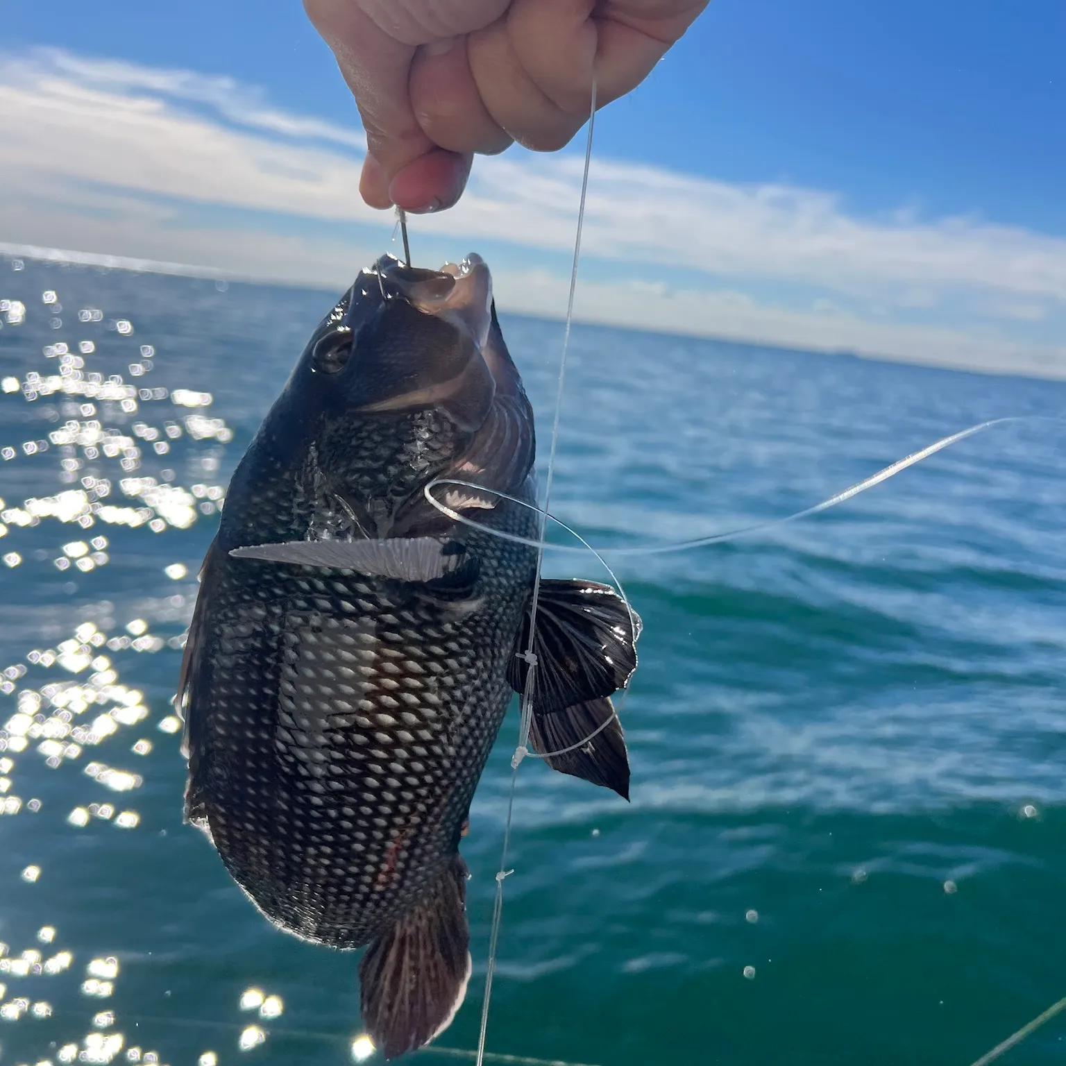 The most recent Black sea bass catches on Fishbrain