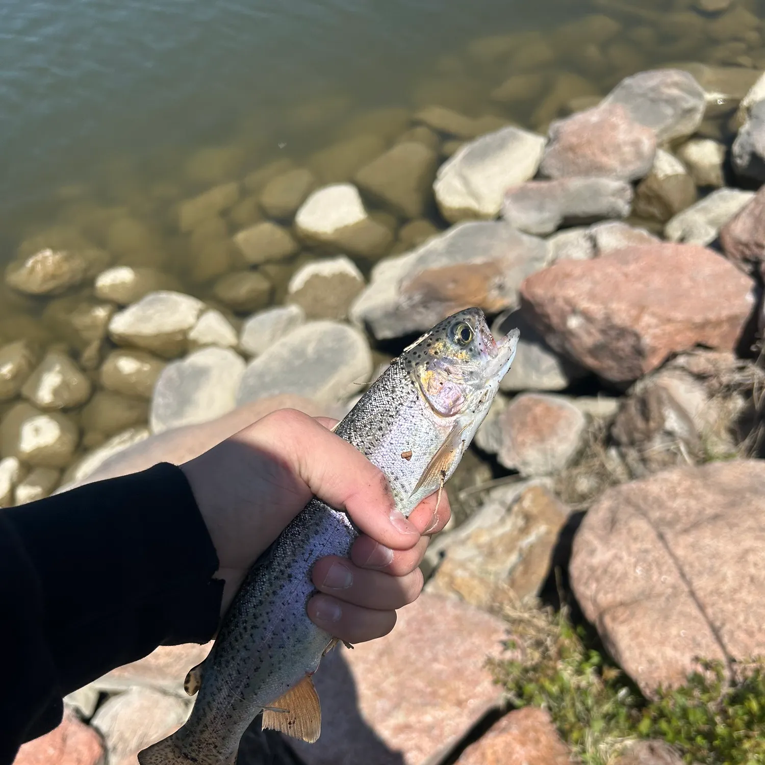 The most recent Rainbow trout catches on Fishbrain