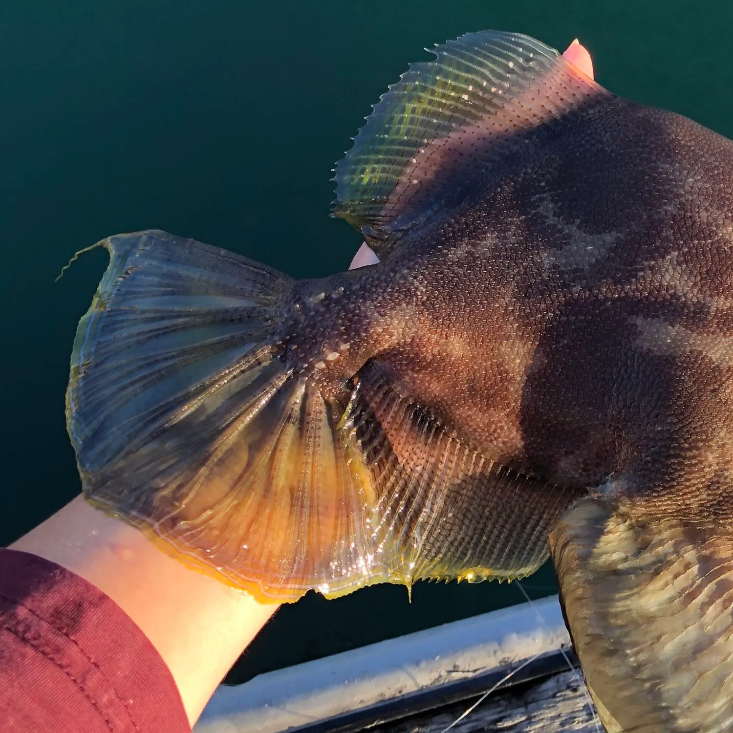 angler catch