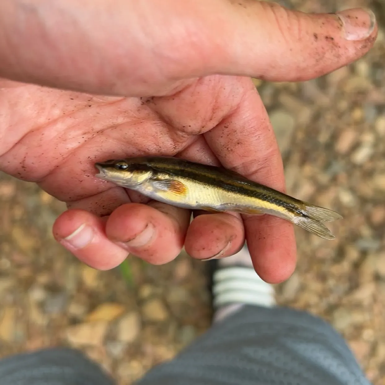 The most recent Blacknose shiner catches on Fishbrain