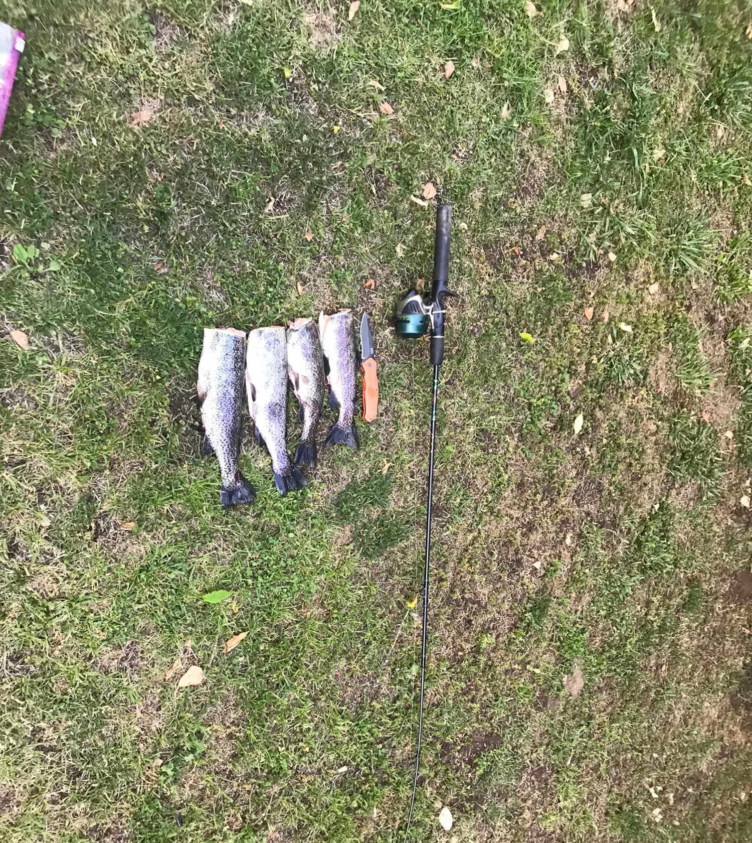 recently logged catches