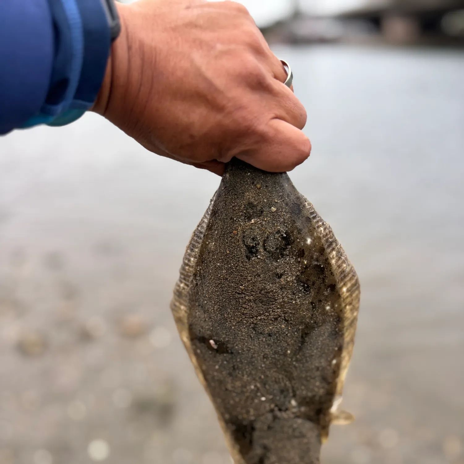 The most recent California halibut catches on Fishbrain