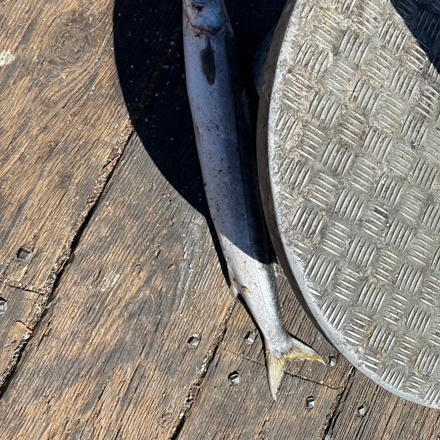 Pacific barracuda caught on Fishbrain