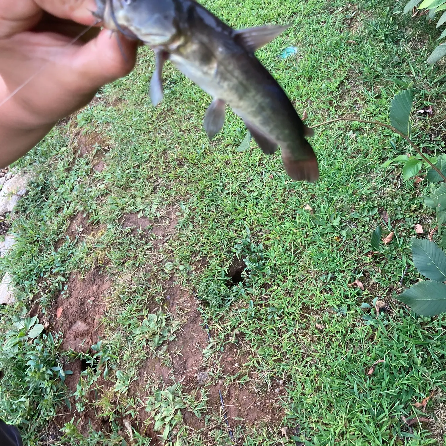 Brown bullhead caught on Fishbrain