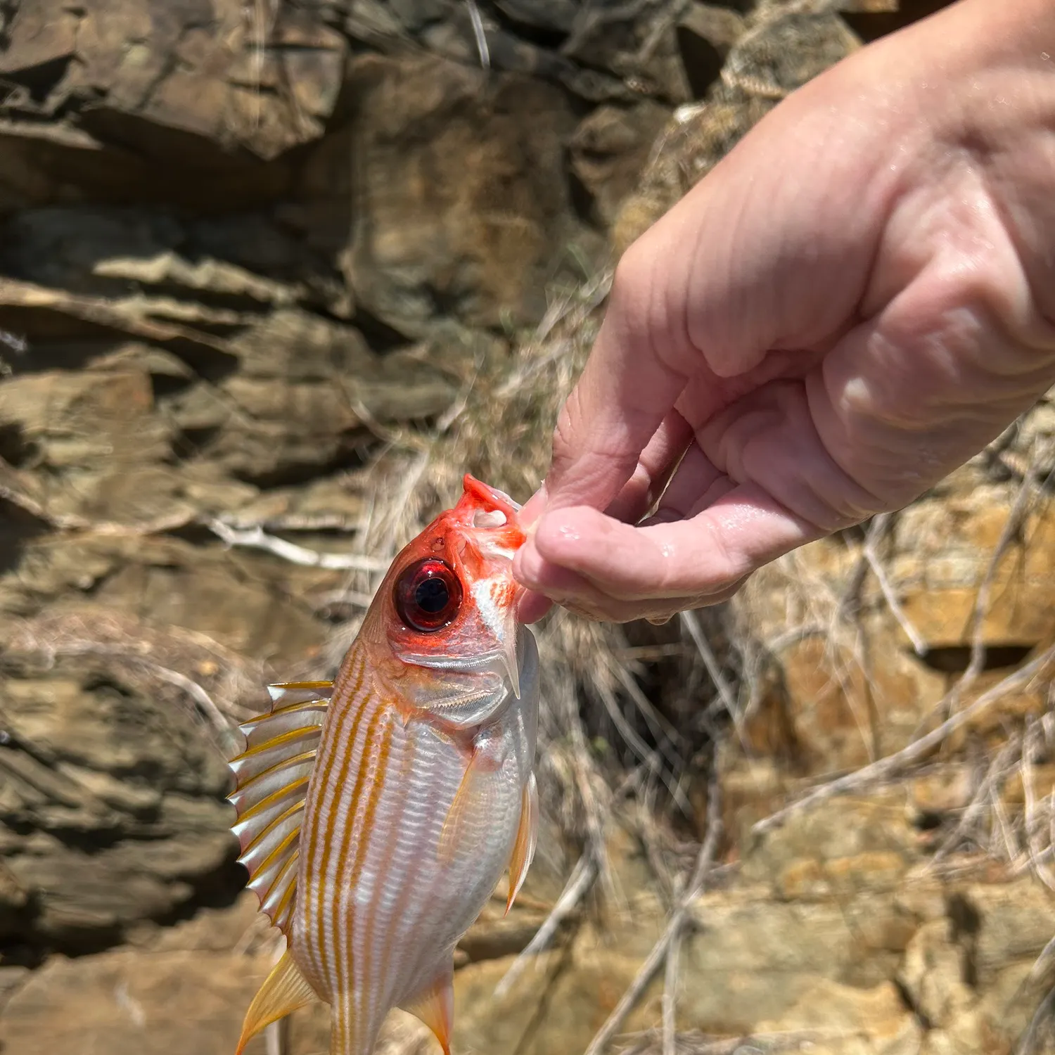 The most recent Common squirrelfish catches on Fishbrain