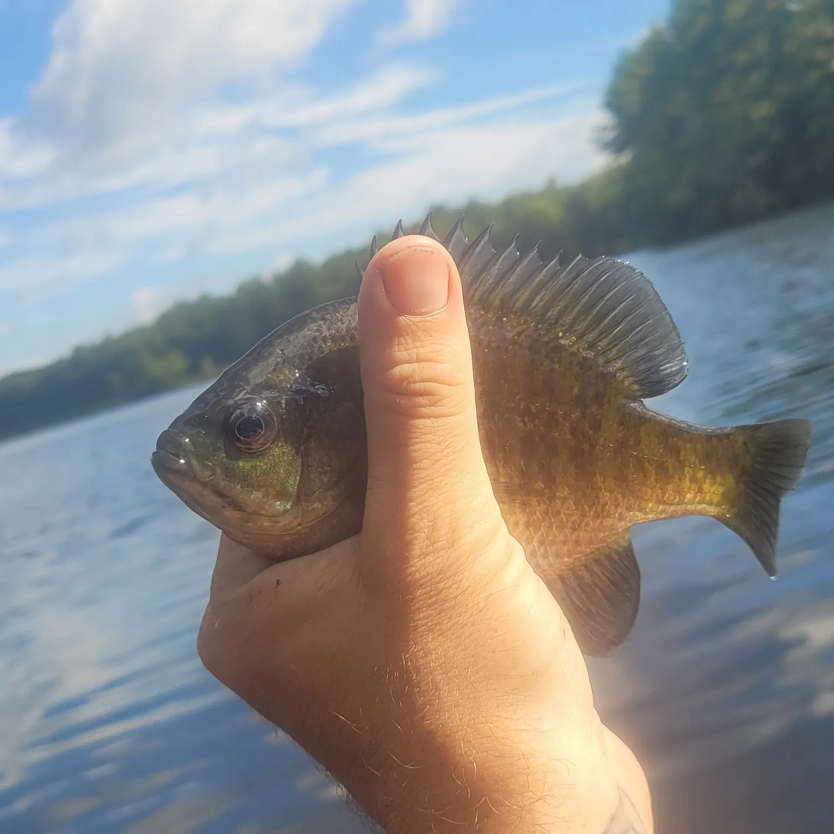 Bluegill caught on Fishbrain