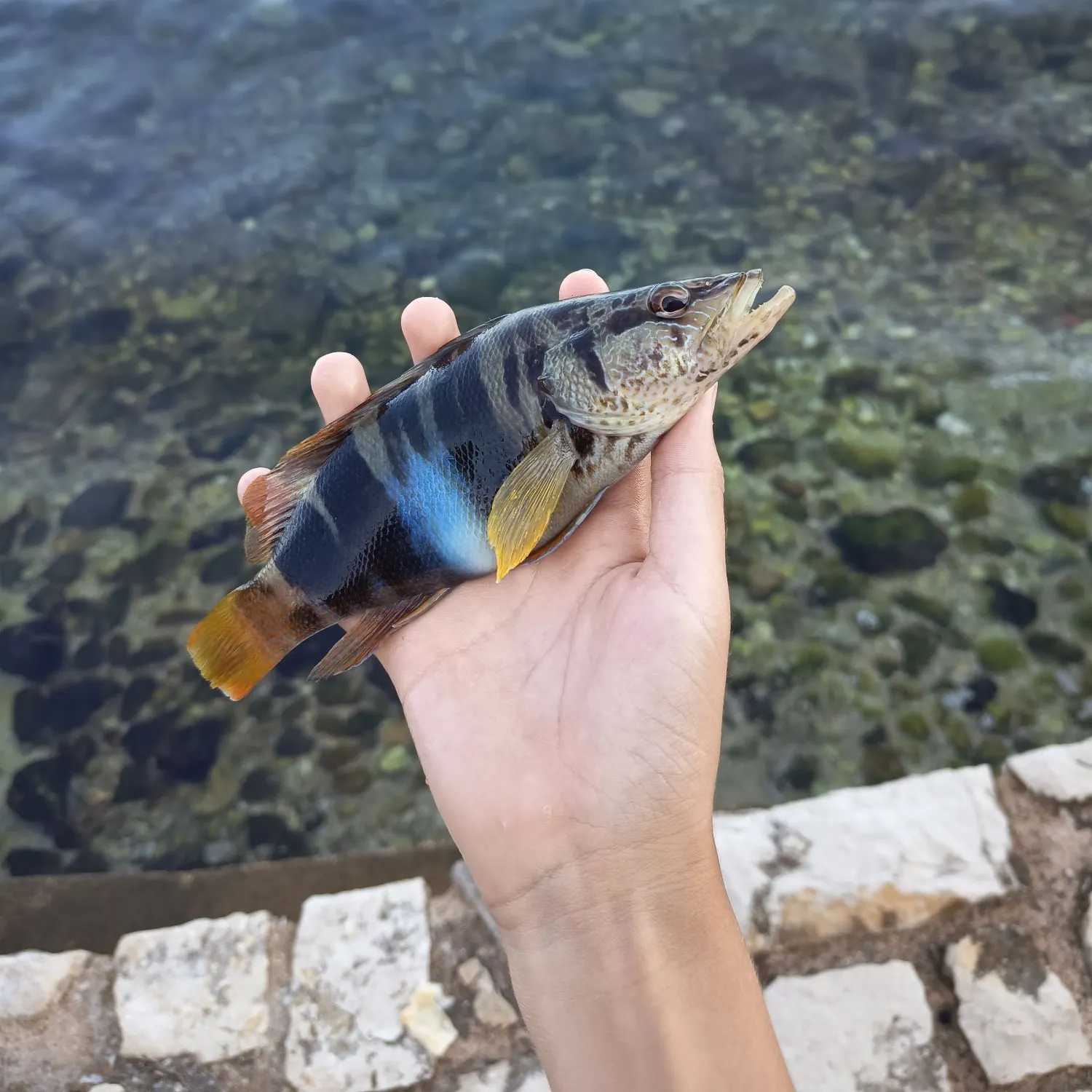 The most recent Painted comber catches on Fishbrain