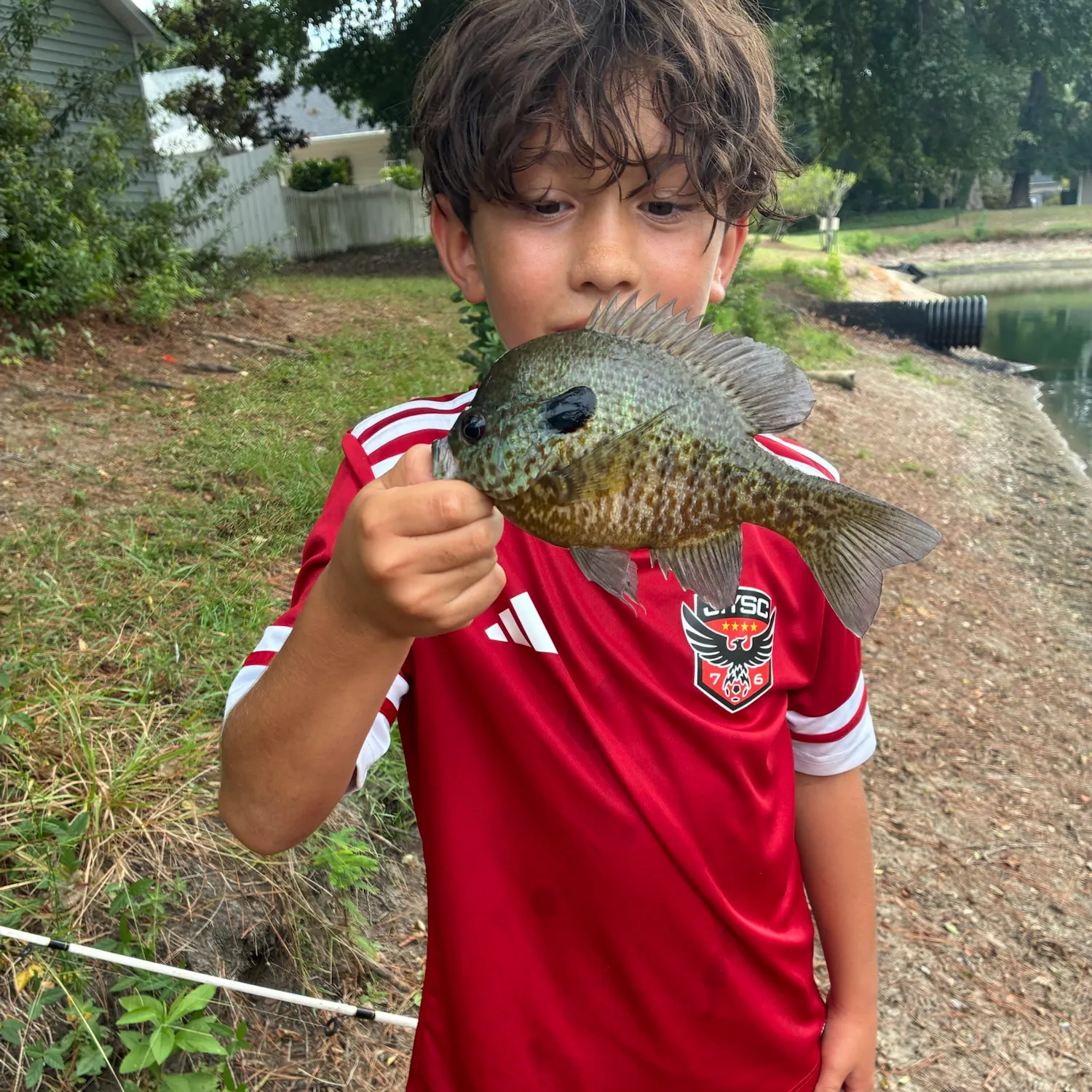 Bluegill caught on Fishbrain