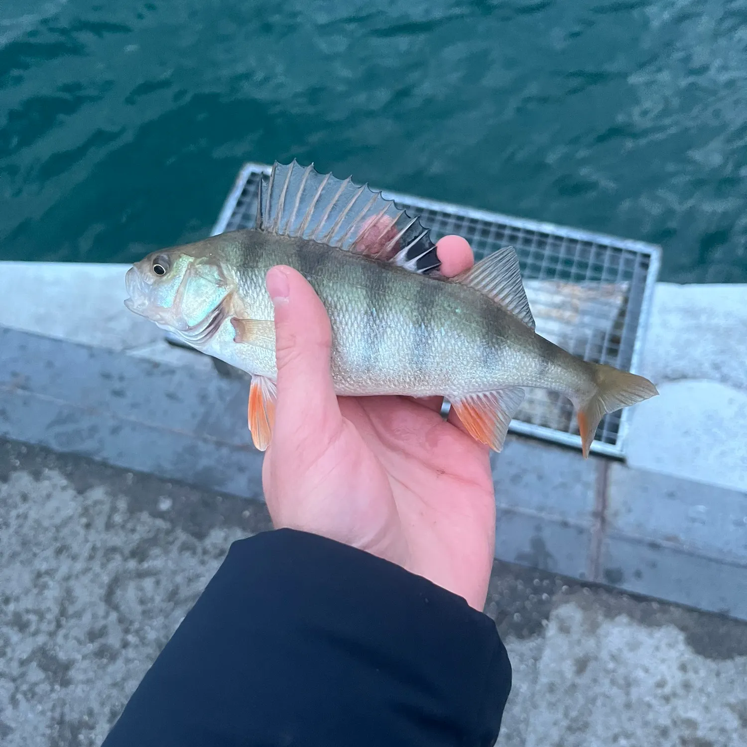 The most recent European perch catches on Fishbrain