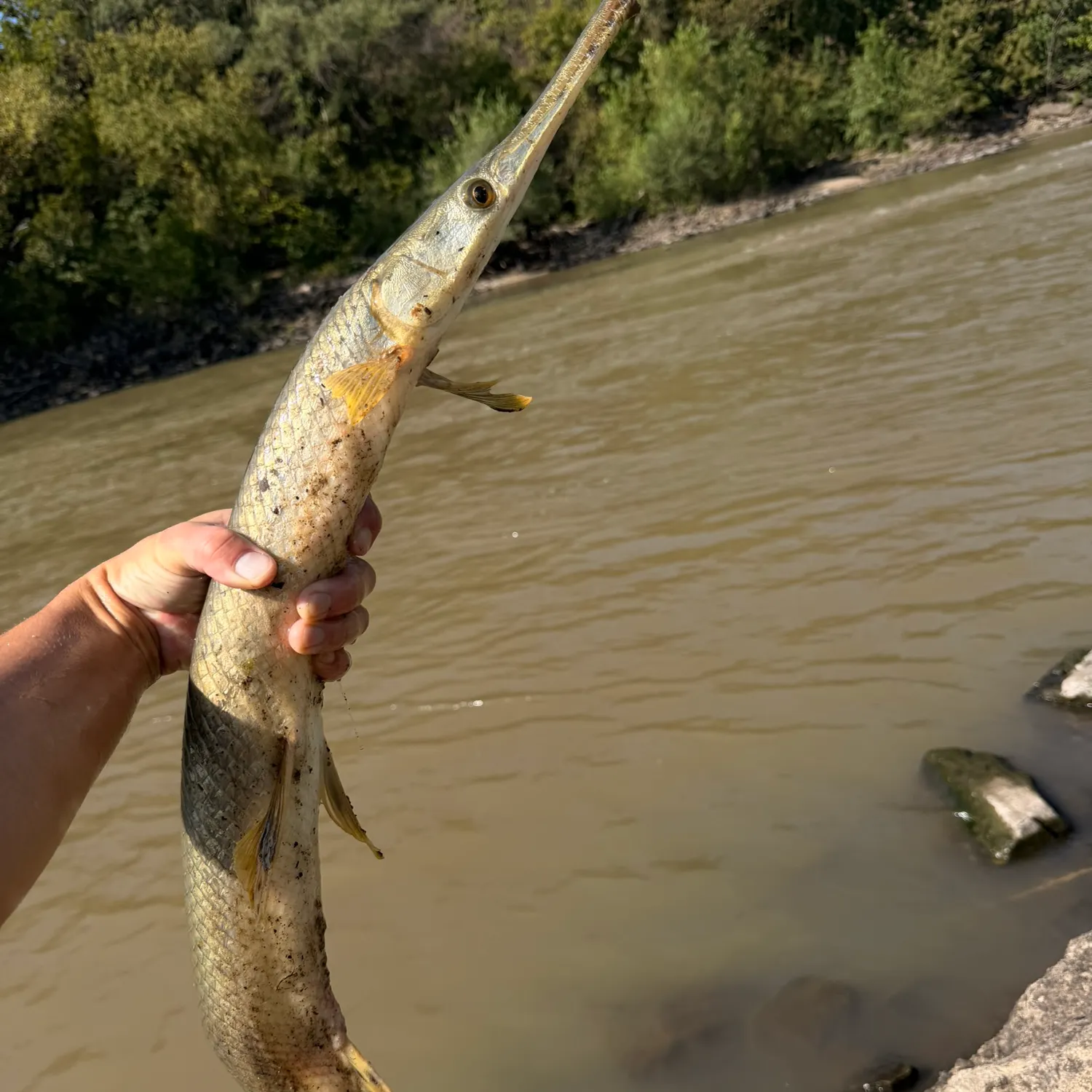 Longnose gar caught on Fishbrain