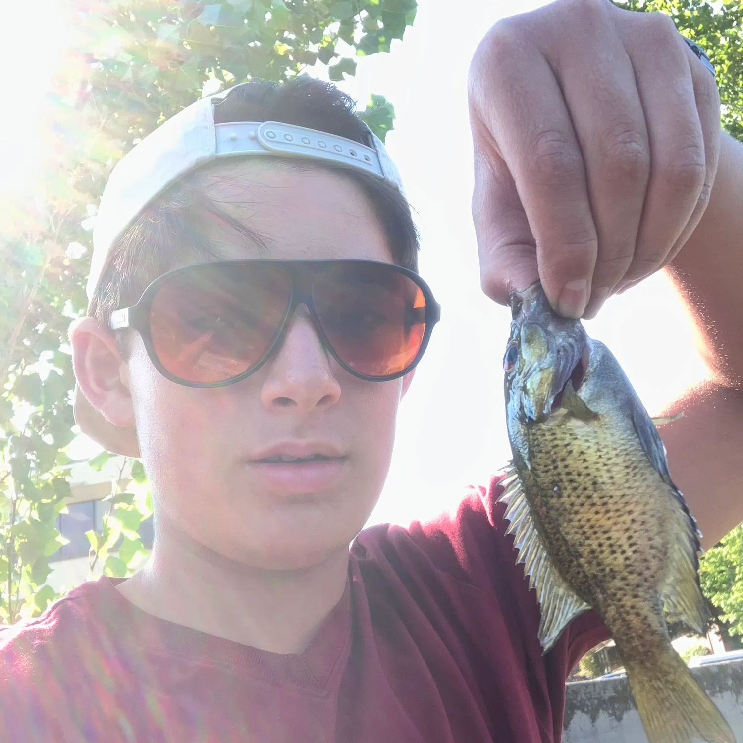Rock bass caught on Fishbrain