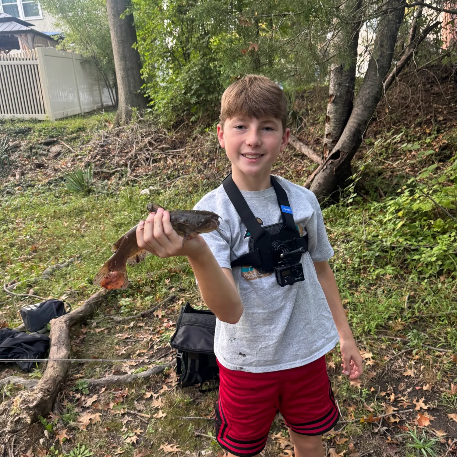 Brown bullhead caught on Fishbrain