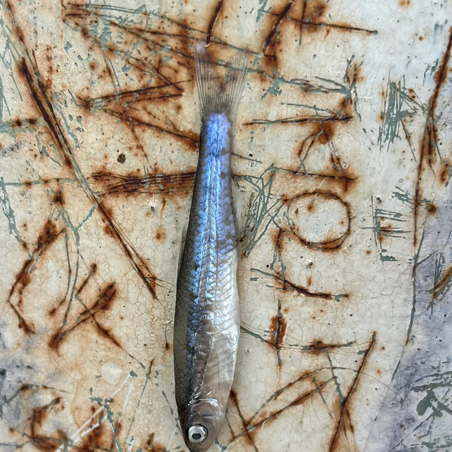 The most recent Emerald shiner catches on Fishbrain