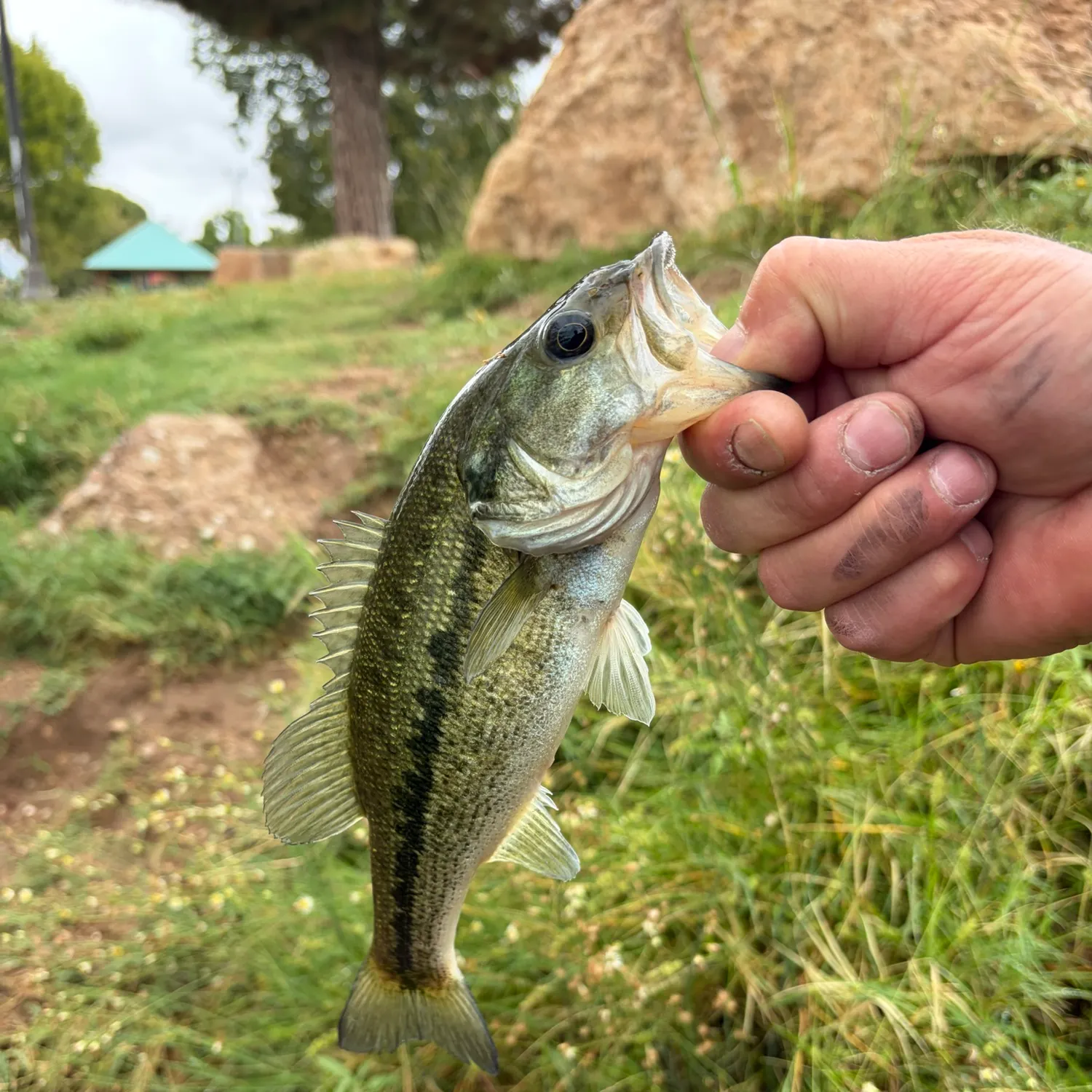The most recent Spotted bass catches on Fishbrain