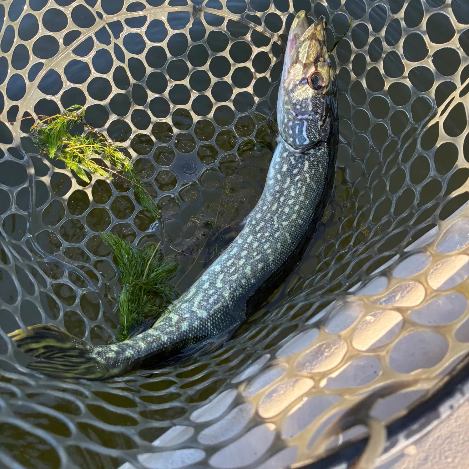 Northern pike caught on Fishbrain
