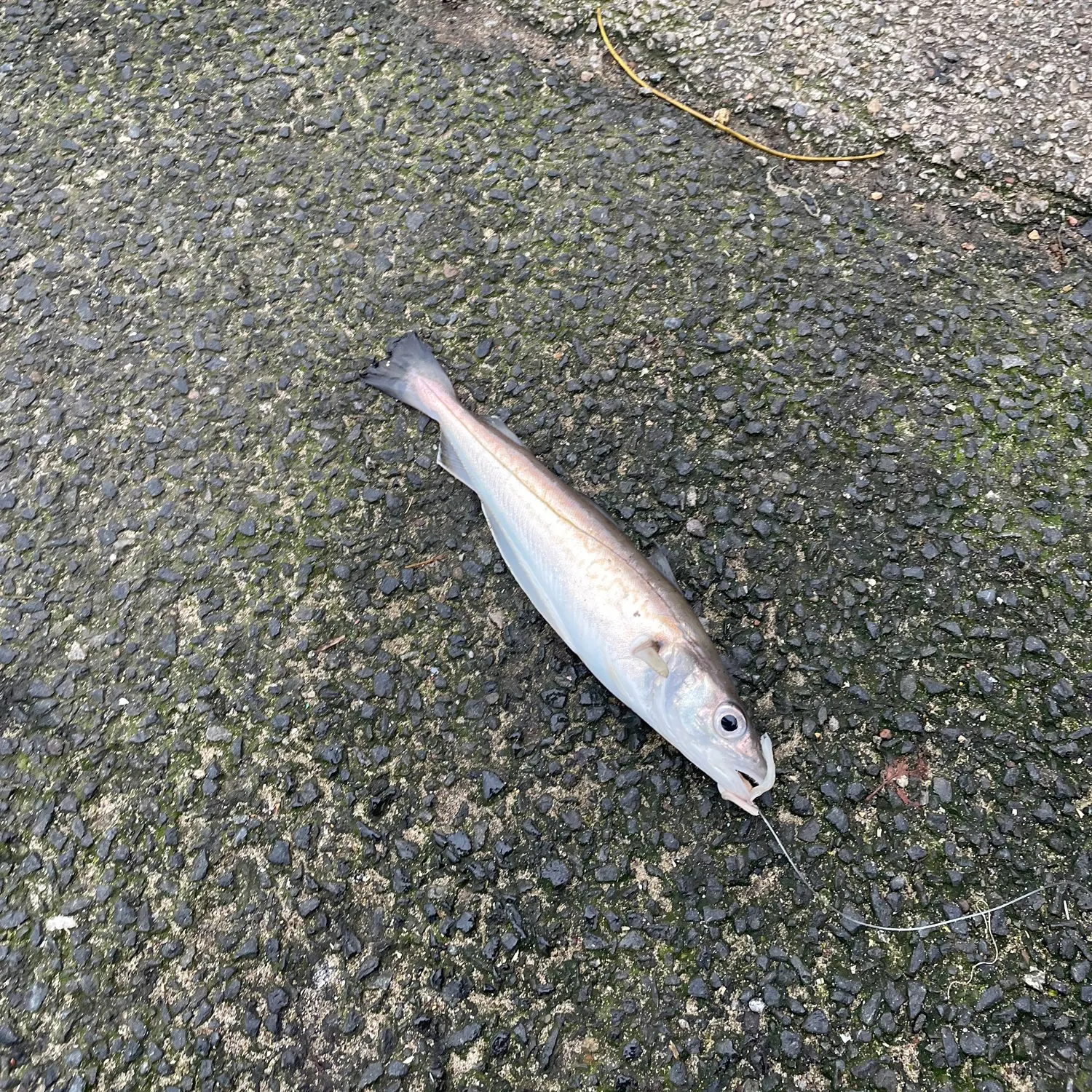 The most recent Alaska pollock catches on Fishbrain