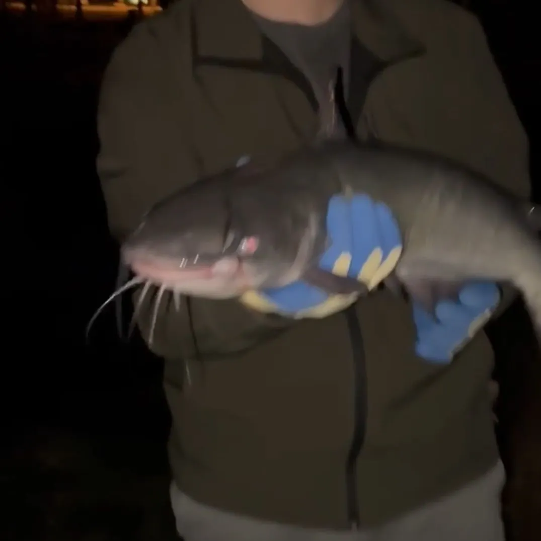 Channel catfish caught on Fishbrain
