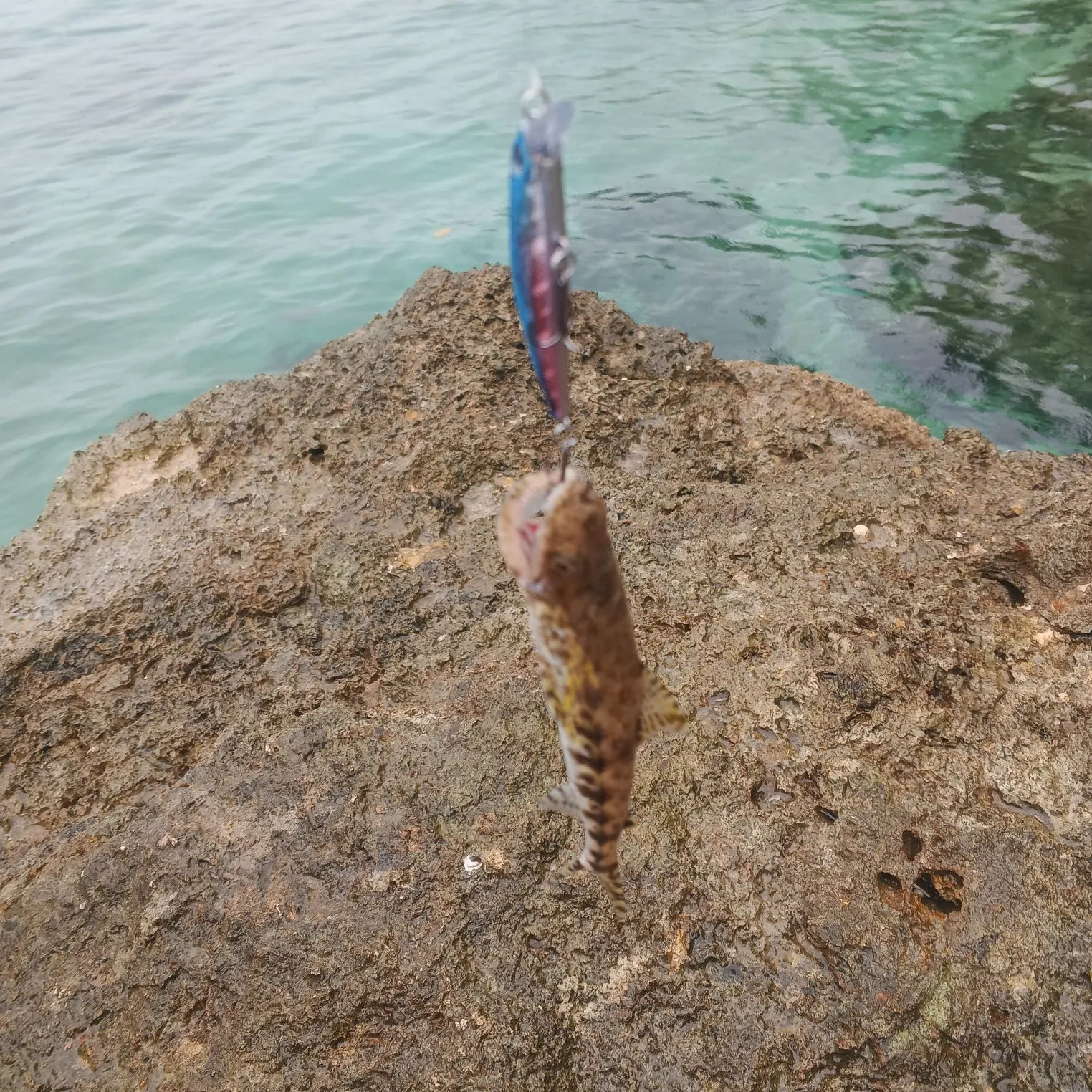 The most recent Atlantic lizardfish catches on Fishbrain