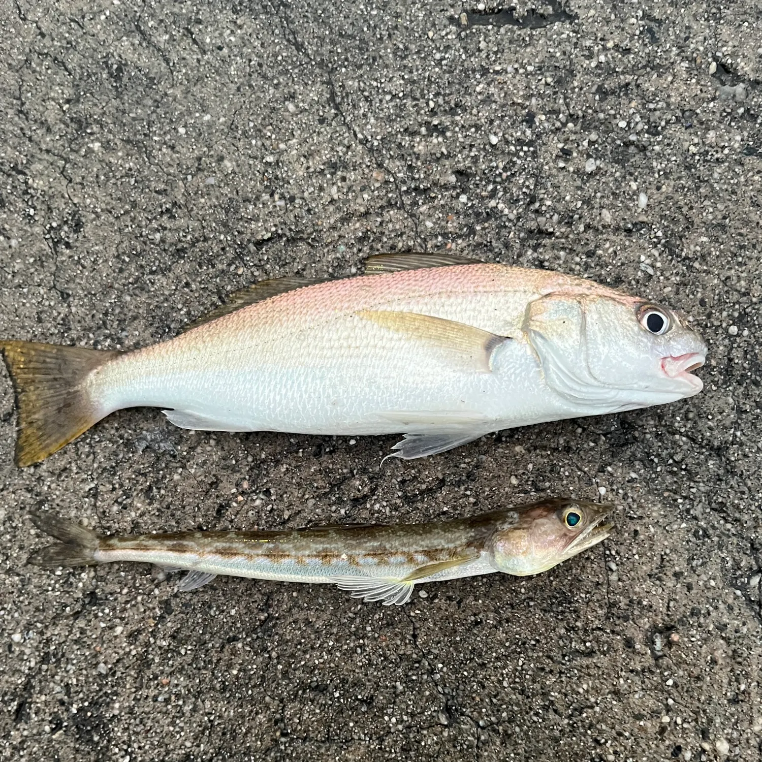 The most recent California lizardfish catches on Fishbrain