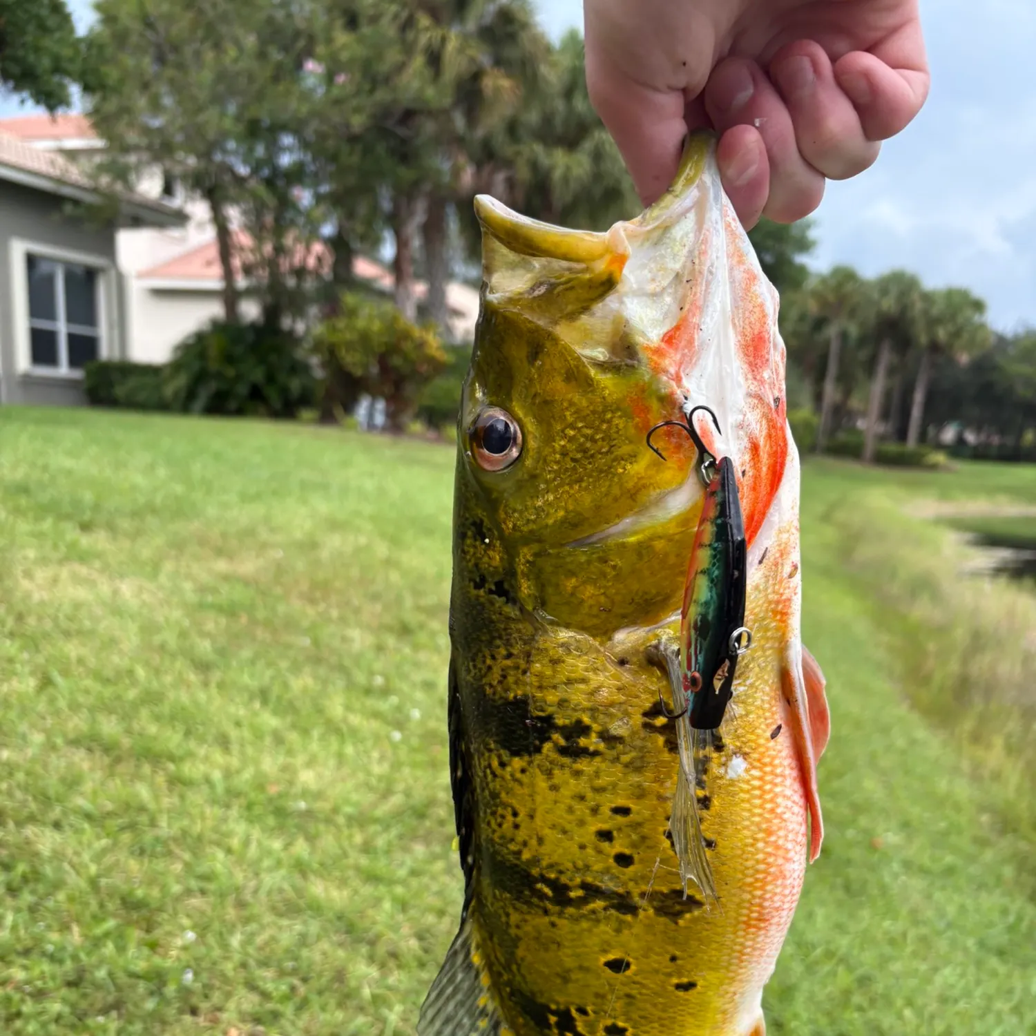 The most recent Spotted peacock bass catches on Fishbrain