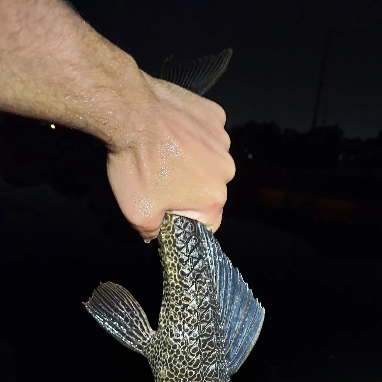 The most recent Suckermouth catfish catches on Fishbrain