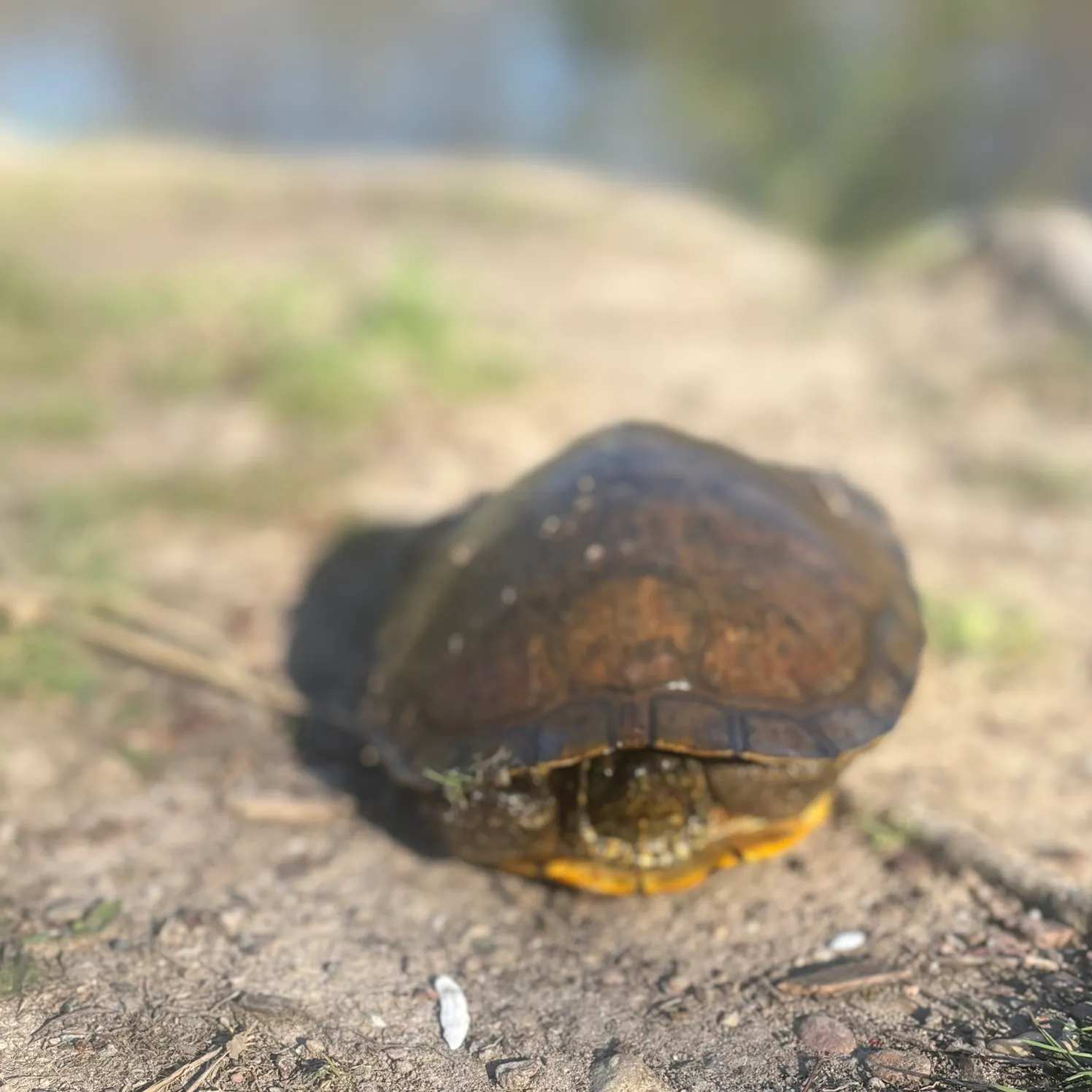 The most recent Painted turtle catches on Fishbrain