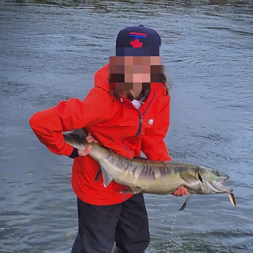 The most recent Chum salmon catches on Fishbrain