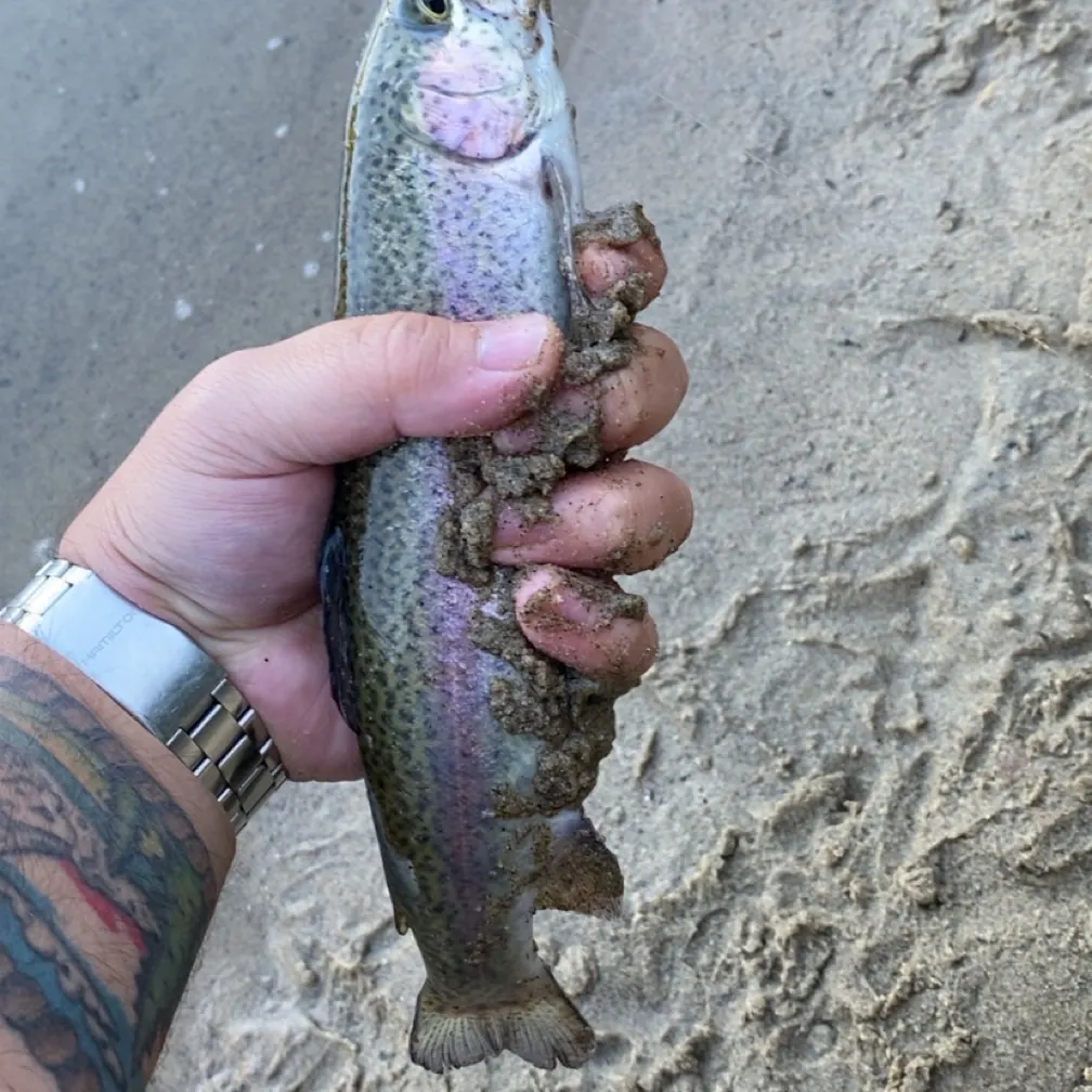 Rainbow trout caught on Fishbrain