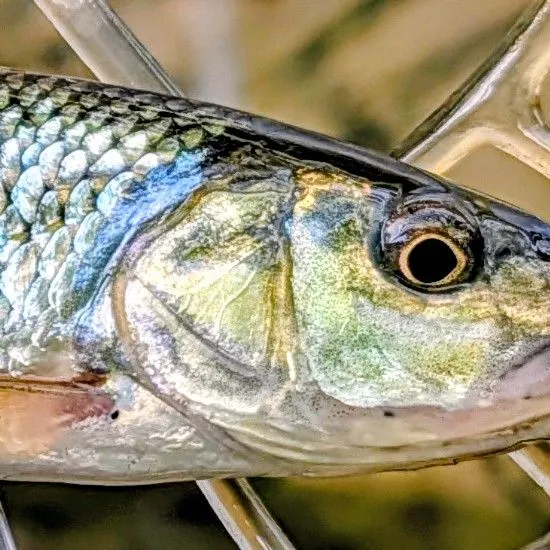 The most recent Common shiner catches on Fishbrain