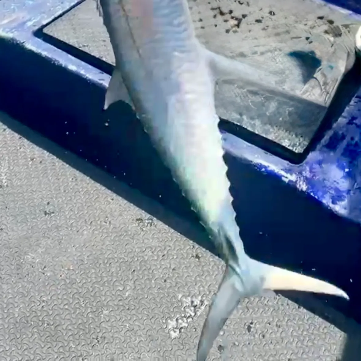 Wahoo caught on Fishbrain