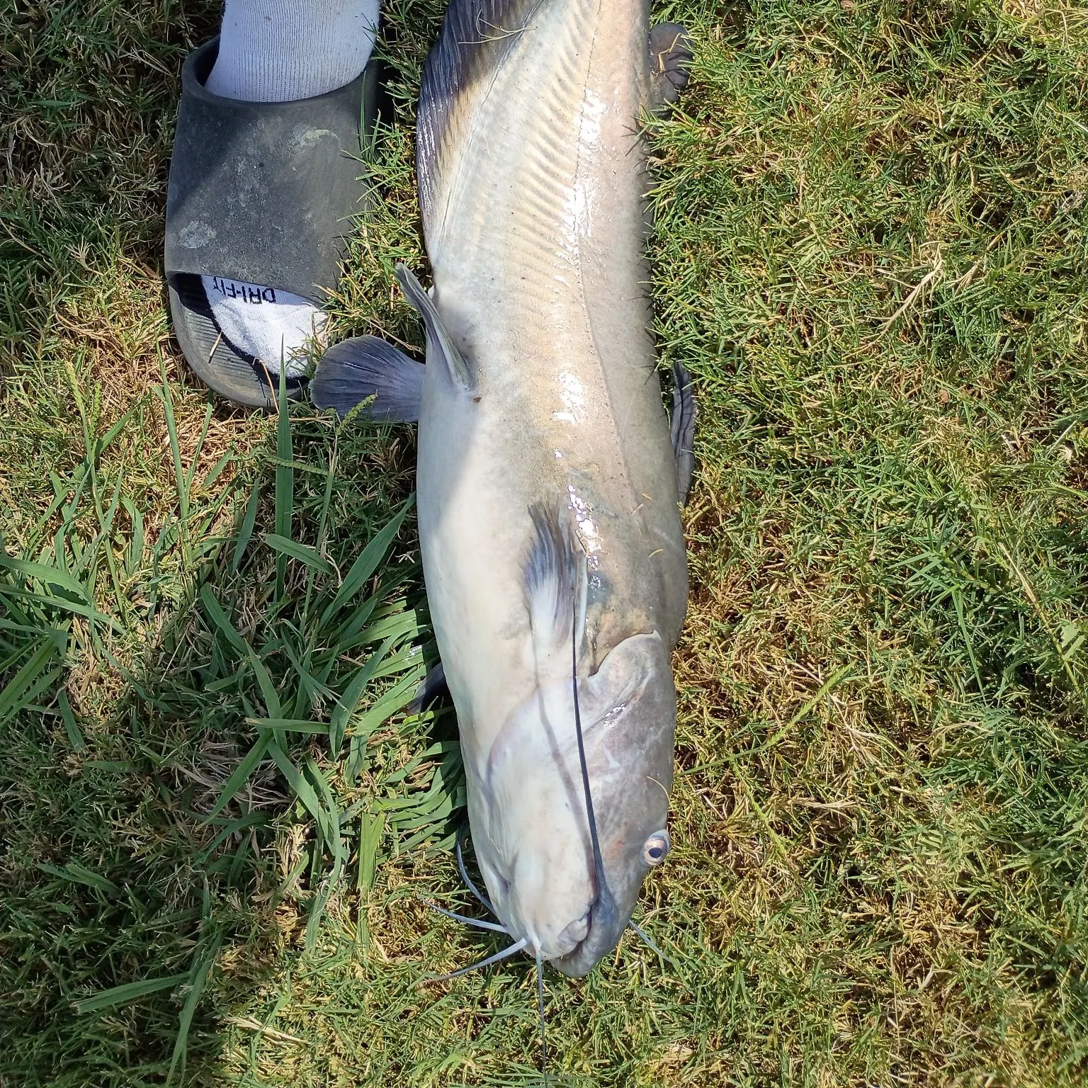 Channel catfish caught on Fishbrain
