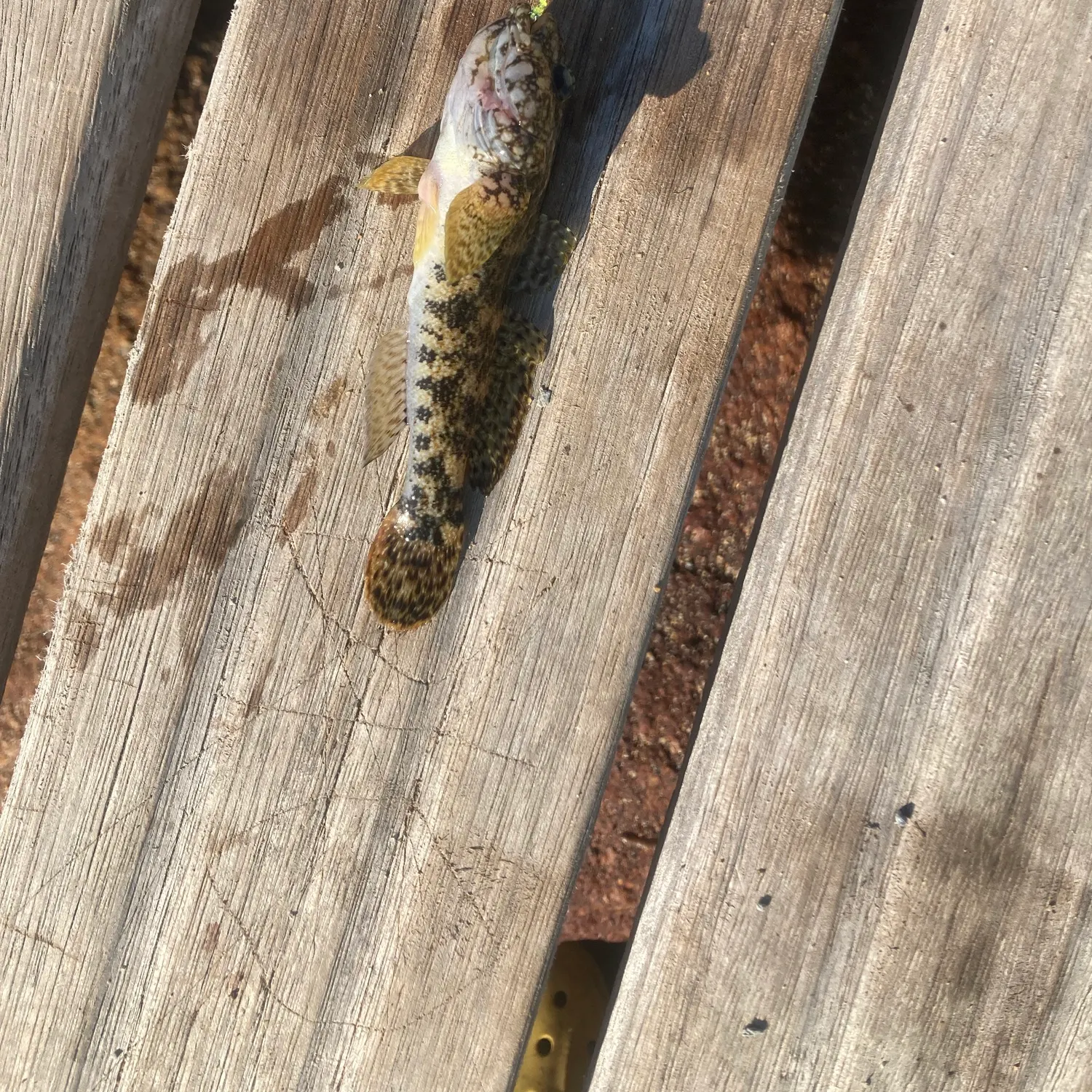 Round goby caught on Fishbrain