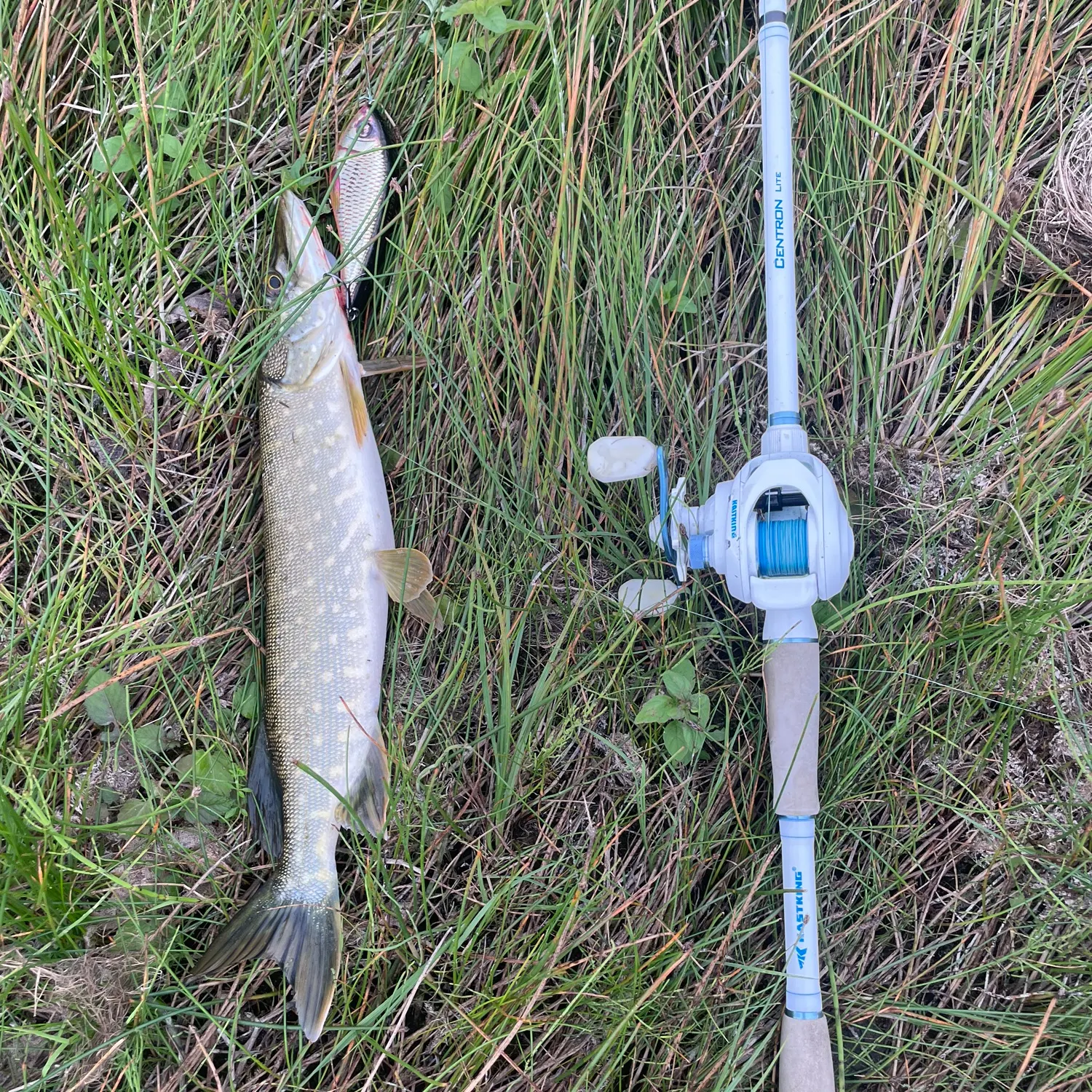 Northern pike caught on Fishbrain
