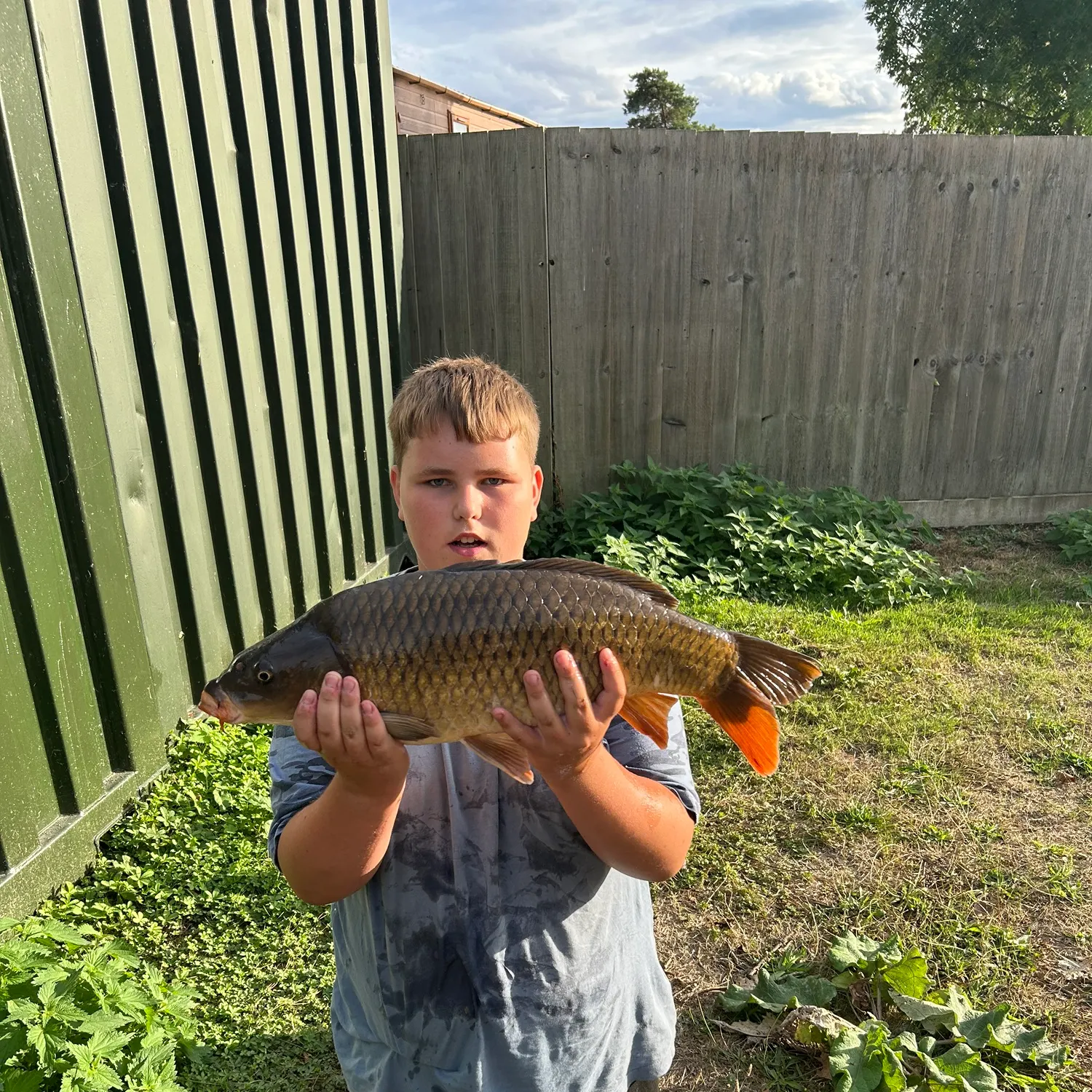 Common carp caught on Fishbrain