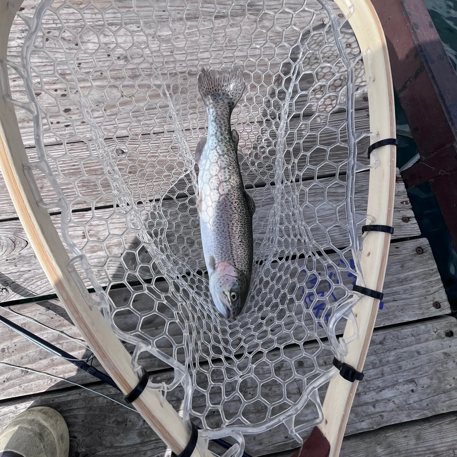 Rainbow trout caught on Fishbrain