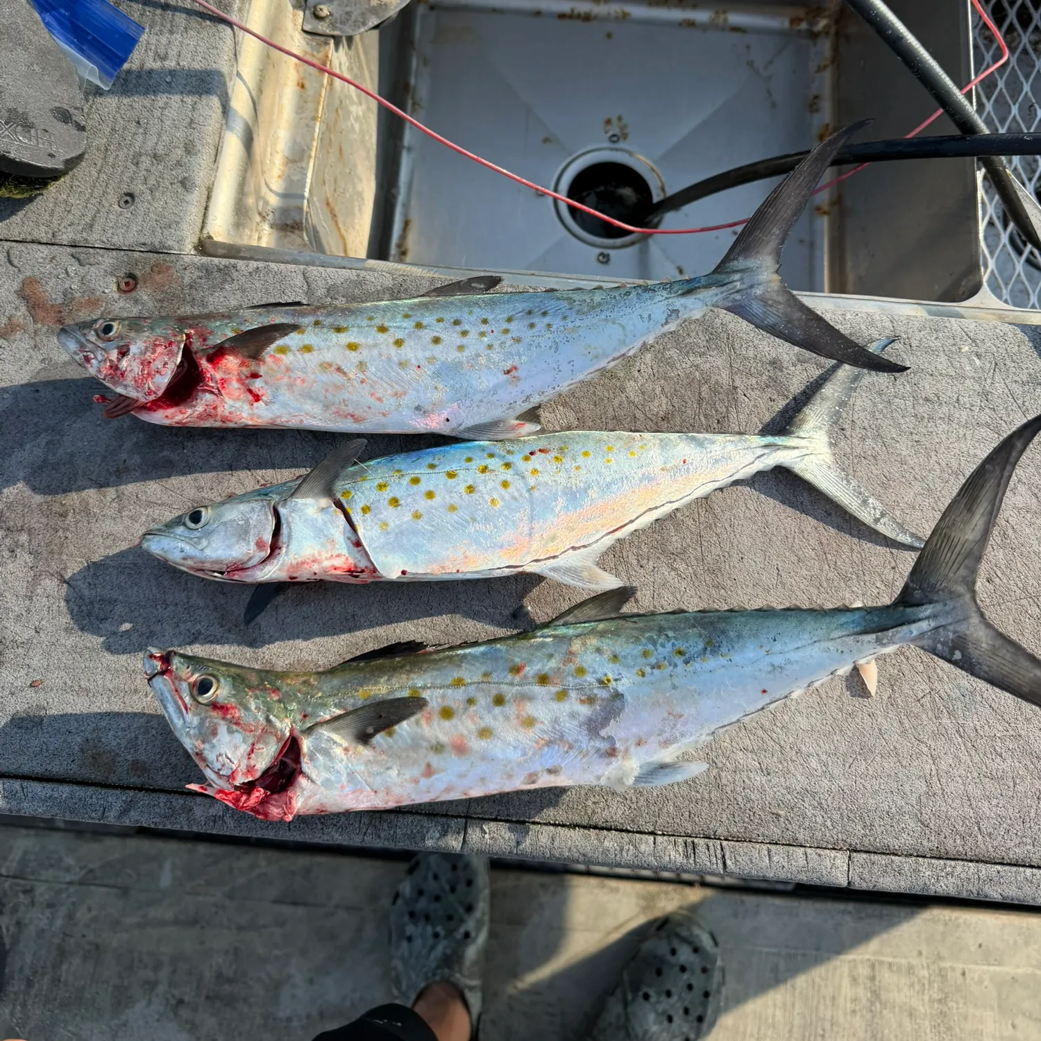 Spanish mackerel caught on Fishbrain