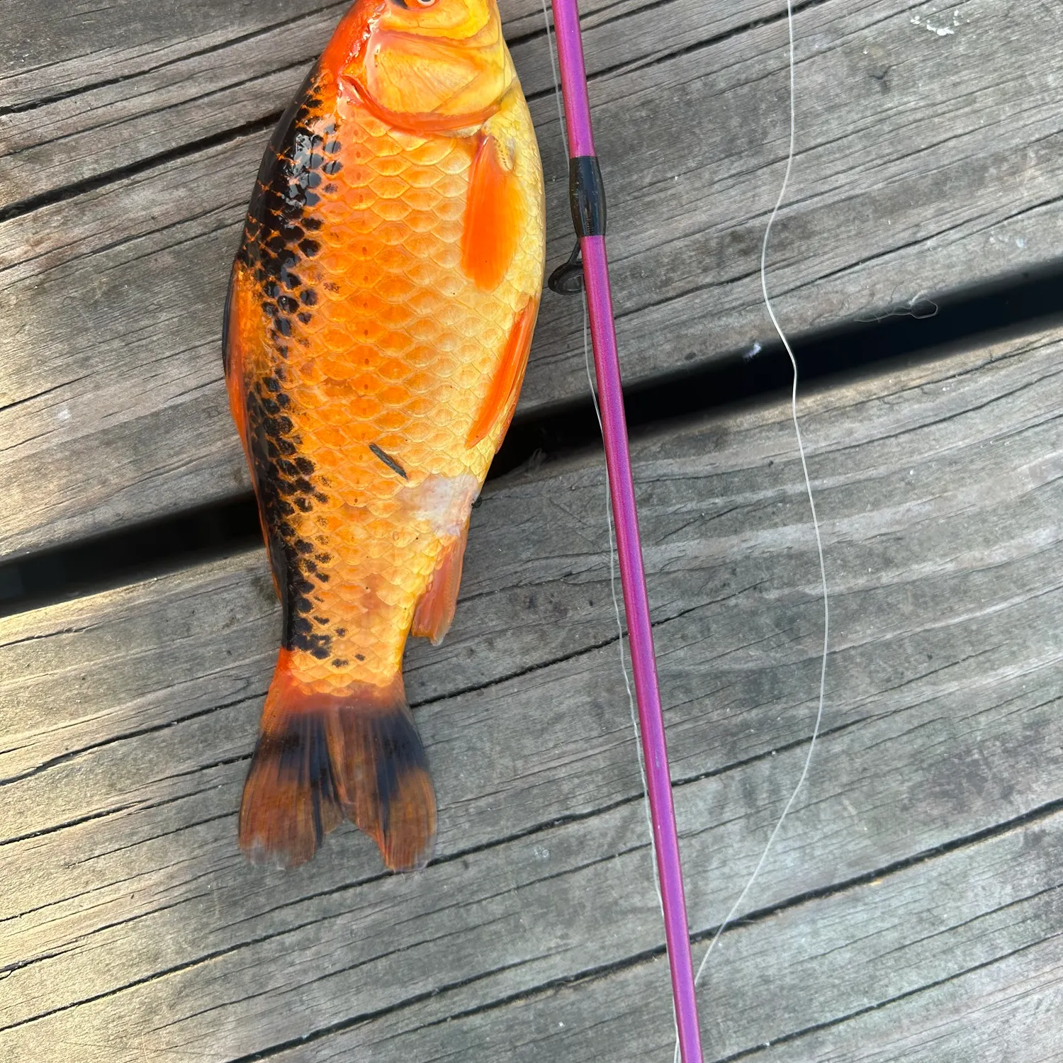 Goldfish caught on Fishbrain