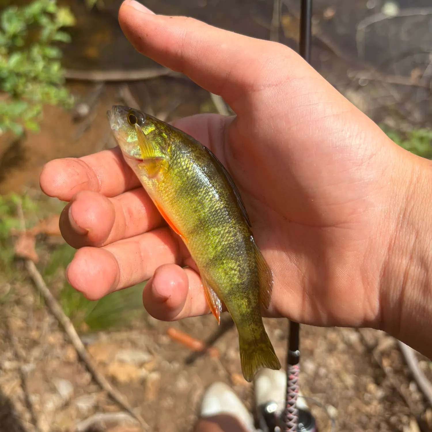 Yellow perch caught on Fishbrain